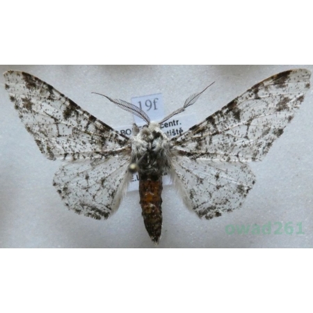 Biston betularia (Linnaeus, 1758) Krępak nabrzozak Czech19f